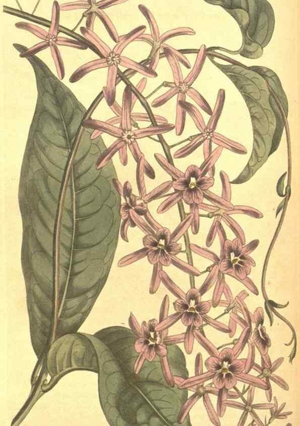 Reproducción/Reproduction 8318298724: Curtis's botanical magazine.. London ;New York [etc.] :Academic Press [etc.]