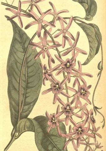 Reproducción/Reproduction 8318298724: Curtis's botanical magazine.. London ;New York [etc.] :Academic Press [etc.]
