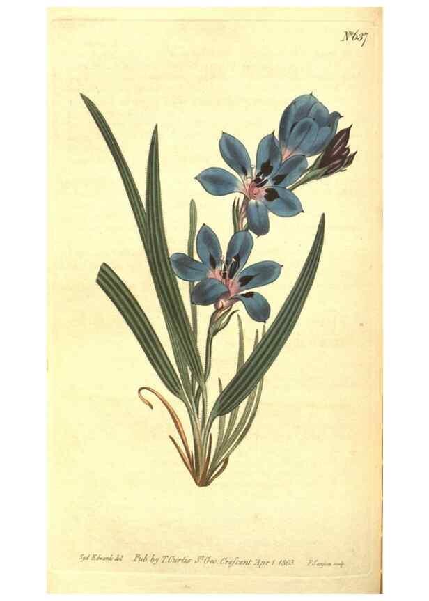 Reproducción/Reproduction 8317249603: Curtis's botanical magazine.. London ;New York [etc.] :Academic Press [etc.]