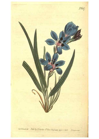 Reproducción/Reproduction 8317249603: Curtis's botanical magazine.. London ;New York [etc.] :Academic Press [etc.]