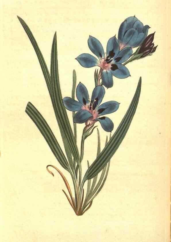 Reproducción/Reproduction 8317249603: Curtis's botanical magazine.. London ;New York [etc.] :Academic Press [etc.]