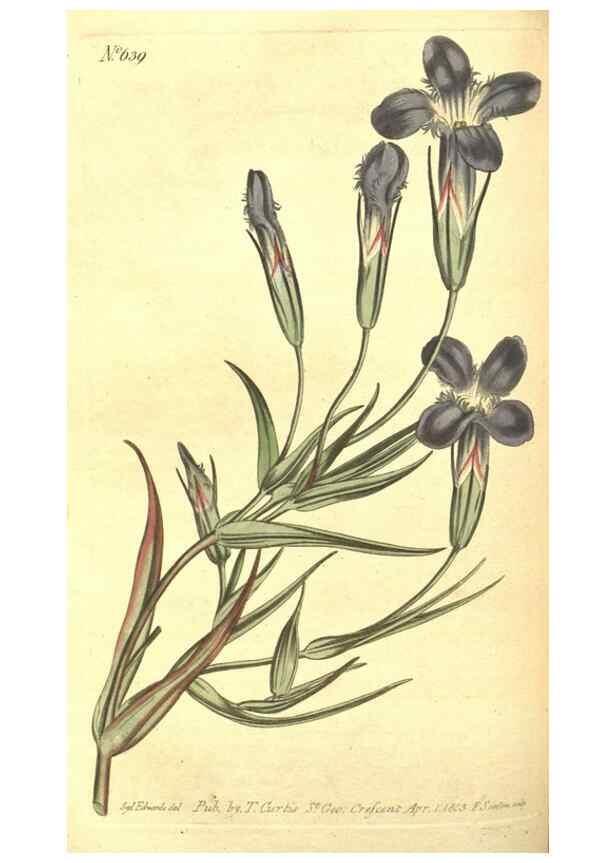 Reproducción/Reproduction 8317250919: Curtis's botanical magazine.. London ;New York [etc.] :Academic Press [etc.]