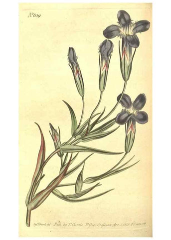 Reproducción/Reproduction 8317250919: Curtis's botanical magazine.. London ;New York [etc.] :Academic Press [etc.]