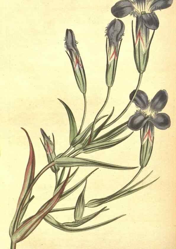 Reproducción/Reproduction 8317250919: Curtis's botanical magazine.. London ;New York [etc.] :Academic Press [etc.]
