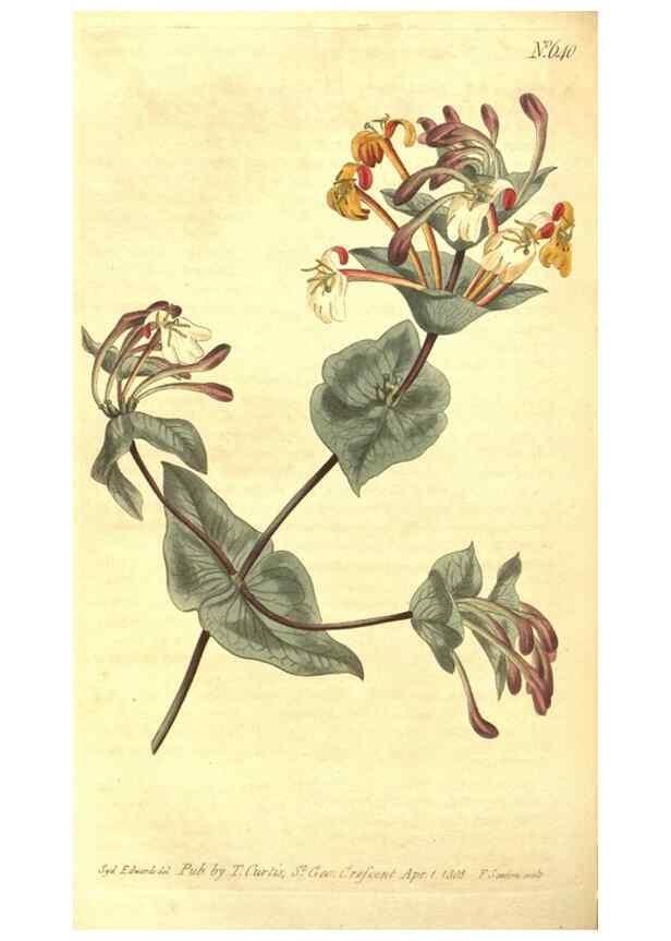 Reproducción/Reproduction 8318307228: Curtis's botanical magazine.. London ;New York [etc.] :Academic Press [etc.]