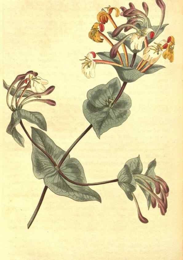 Reproducción/Reproduction 8318307228: Curtis's botanical magazine.. London ;New York [etc.] :Academic Press [etc.]