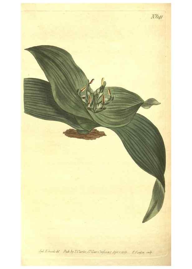 Reproducción/Reproduction 8318308052: Curtis's botanical magazine.. London ;New York [etc.] :Academic Press [etc.]