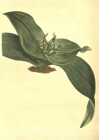 Reproducción/Reproduction 8318308052: Curtis's botanical magazine.. London ;New York [etc.] :Academic Press [etc.]