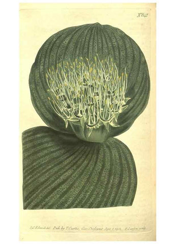 Reproducción/Reproduction 8317253117: Curtis's botanical magazine.. London ;New York [etc.] :Academic Press [etc.]