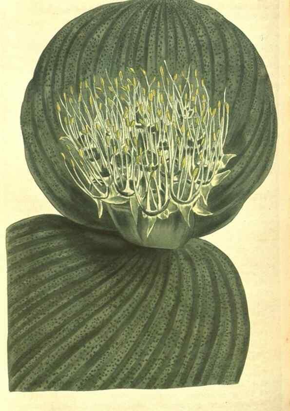 Reproducción/Reproduction 8317253117: Curtis's botanical magazine.. London ;New York [etc.] :Academic Press [etc.]