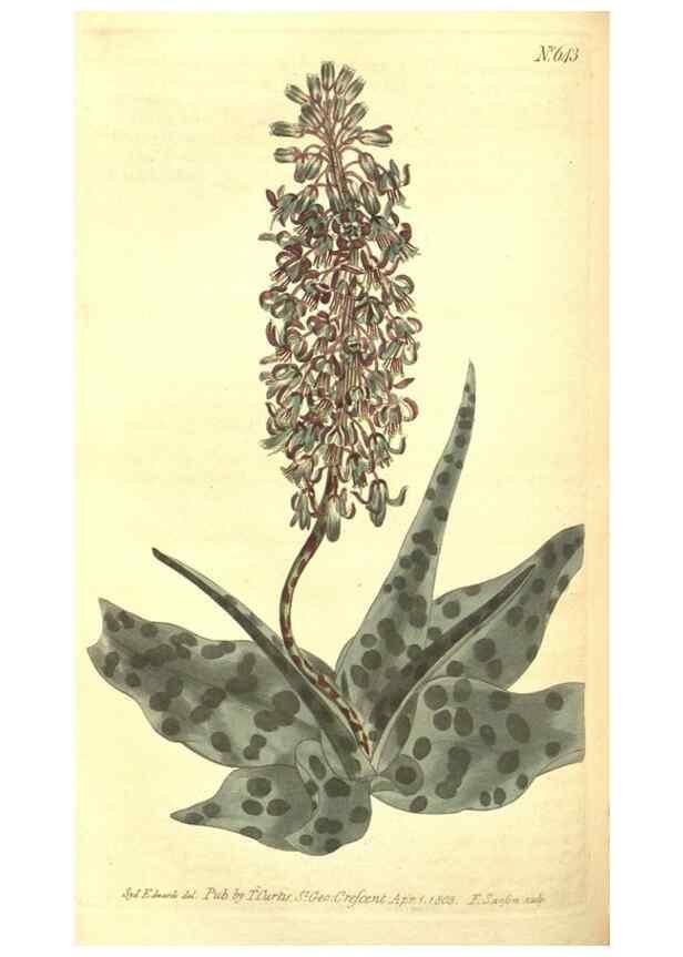Reproducción/Reproduction 8318309432: Curtis's botanical magazine.. London ;New York [etc.] :Academic Press [etc.]