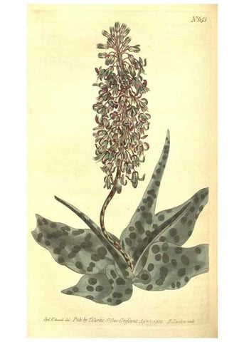 Reproducción/Reproduction 8318309432: Curtis's botanical magazine.. London ;New York [etc.] :Academic Press [etc.]