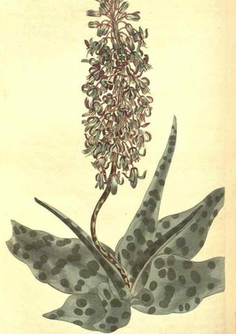 Reproducción/Reproduction 8318309432: Curtis's botanical magazine.. London ;New York [etc.] :Academic Press [etc.]