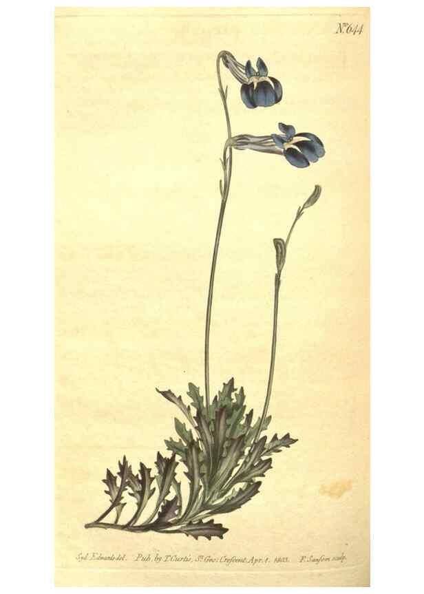 Reproducción/Reproduction 8318310182: Curtis's botanical magazine.. London ;New York [etc.] :Academic Press [etc.]