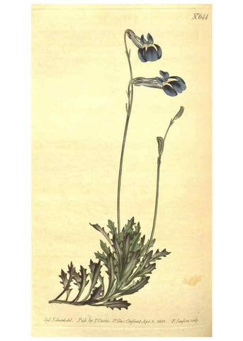 Reproducción/Reproduction 8318310182: Curtis's botanical magazine.. London ;New York [etc.] :Academic Press [etc.]