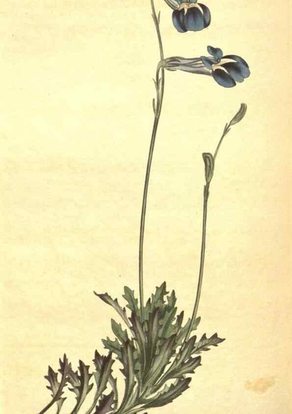 Reproducción/Reproduction 8318310182: Curtis's botanical magazine.. London ;New York [etc.] :Academic Press [etc.]