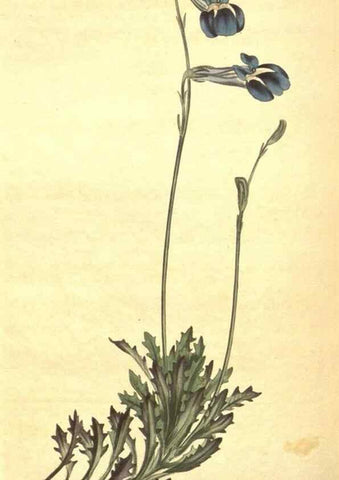 Reproducción/Reproduction 8318310182: Curtis's botanical magazine.. London ;New York [etc.] :Academic Press [etc.]