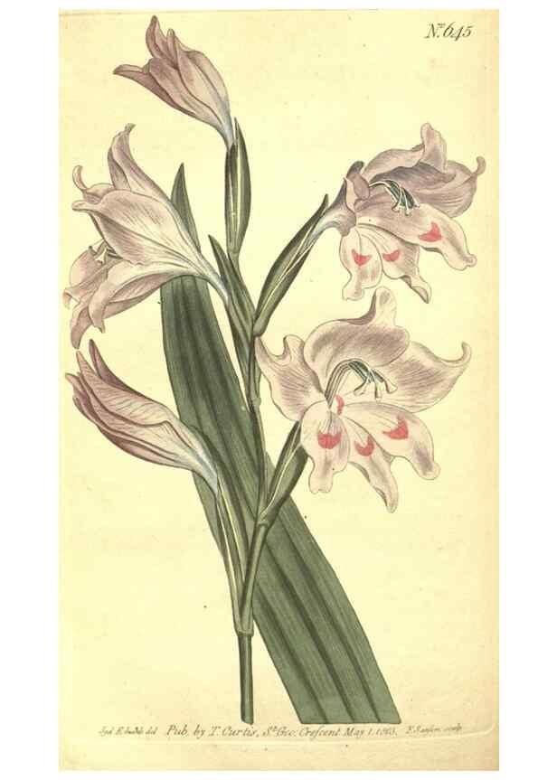 Reproducción/Reproduction 8318310752: Curtis's botanical magazine.. London ;New York [etc.] :Academic Press [etc.]