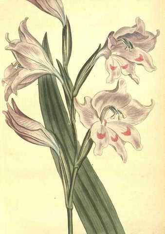 Reproducción/Reproduction 8318310752: Curtis's botanical magazine.. London ;New York [etc.] :Academic Press [etc.]