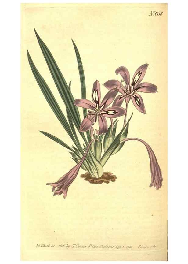 Reproducción/Reproduction 8317250191: Curtis's botanical magazine.. London ;New York [etc.] :Academic Press [etc.]