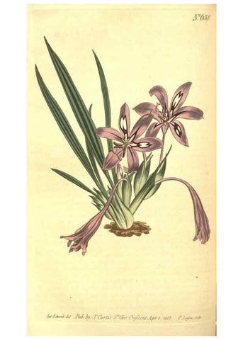 Reproducción/Reproduction 8317250191: Curtis's botanical magazine.. London ;New York [etc.] :Academic Press [etc.]
