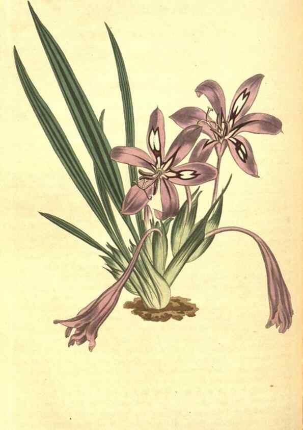 Reproducción/Reproduction 8317250191: Curtis's botanical magazine.. London ;New York [etc.] :Academic Press [etc.]