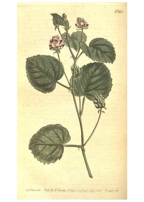 Reproducción/Reproduction 8317267653: Curtis's botanical magazine.. London ;New York [etc.] :Academic Press [etc.]
