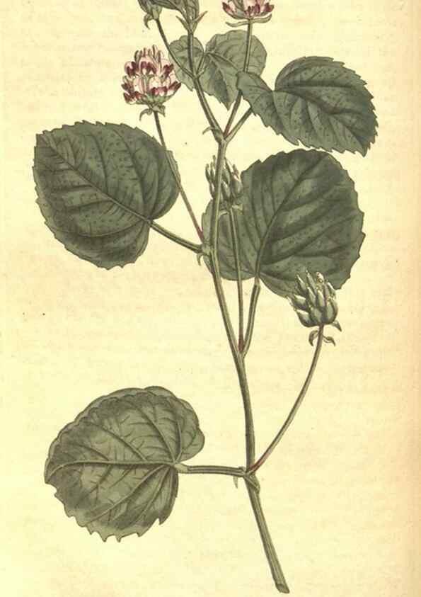 Reproducción/Reproduction 8317267653: Curtis's botanical magazine.. London ;New York [etc.] :Academic Press [etc.]
