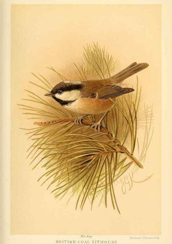 Reproducción/Reproduction 8291317400: Coloured figures of the birds of the British Islands / issued by Lord Lilford.. London :R. H. Porter,1885-1897.