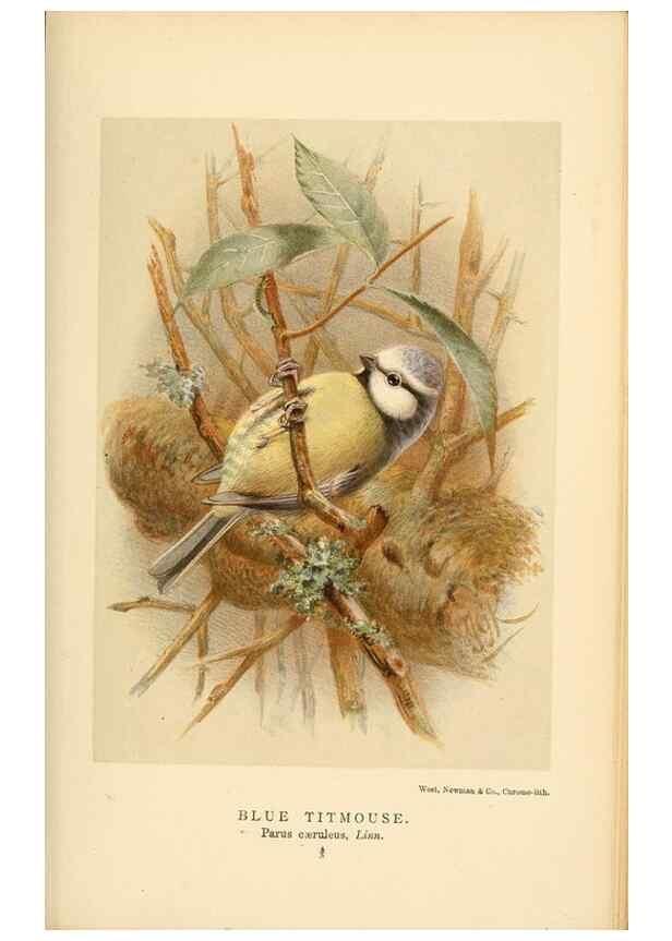 Reproducción/Reproduction 8291316642: Coloured figures of the birds of the British Islands / issued by Lord Lilford.. London :R. H. Porter,1885-1897.