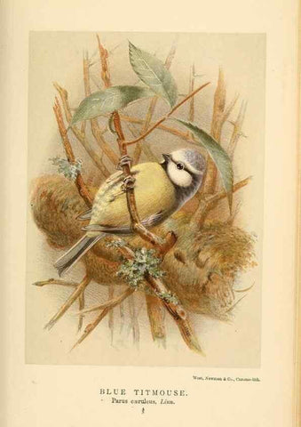 Reproducción/Reproduction 8291316642: Coloured figures of the birds of the British Islands / issued by Lord Lilford.. London :R. H. Porter,1885-1897.