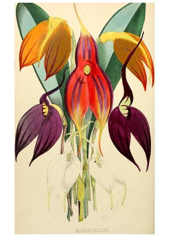Reproducción/Reproduction 8288859884: The florist and pomologist.. London :""Journal of Horticulture"" Office,1863-1879.