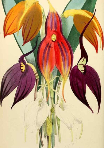Reproducción/Reproduction 8288859884: The florist and pomologist.. London :""Journal of Horticulture"" Office,1863-1879.