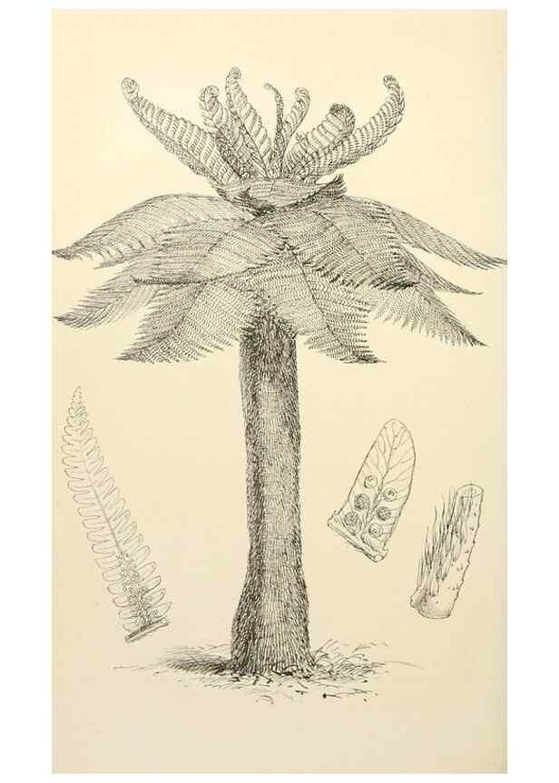 Reproducción/Reproduction 8288860632: The florist and pomologist.. London :""Journal of Horticulture"" Office,1863-1879.