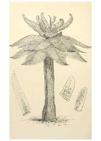 Reproducción/Reproduction 8288860632: The florist and pomologist.. London :""Journal of Horticulture"" Office,1863-1879.
