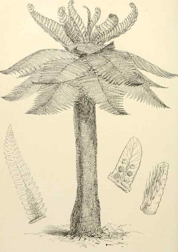 Reproducción/Reproduction 8288860632: The florist and pomologist.. London :""Journal of Horticulture"" Office,1863-1879.