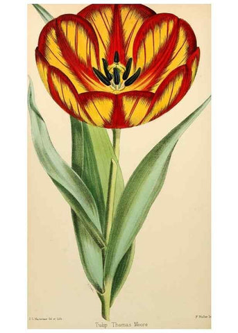 Reproducción/Reproduction 8288861482: The florist and pomologist.. London :""Journal of Horticulture"" Office,1863-1879.