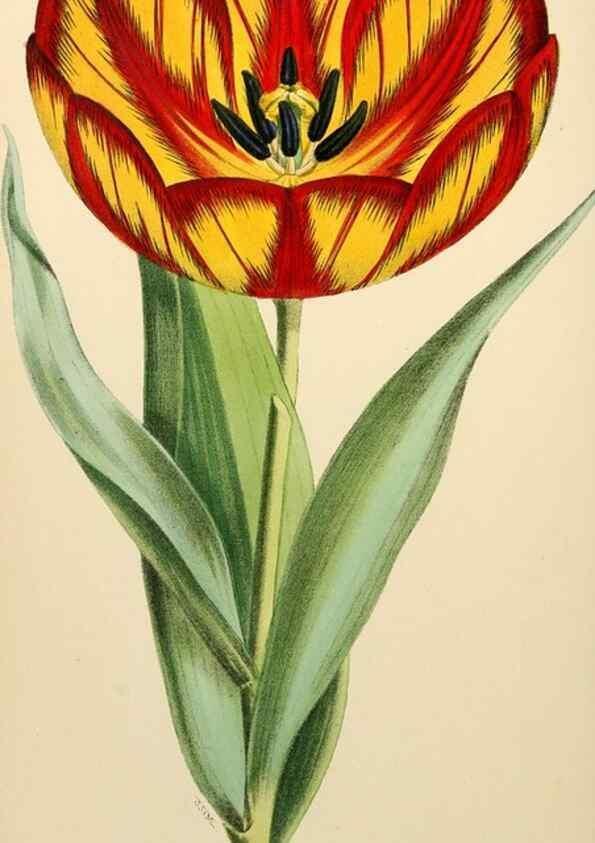 Reproducción/Reproduction 8288861482: The florist and pomologist.. London :""Journal of Horticulture"" Office,1863-1879.