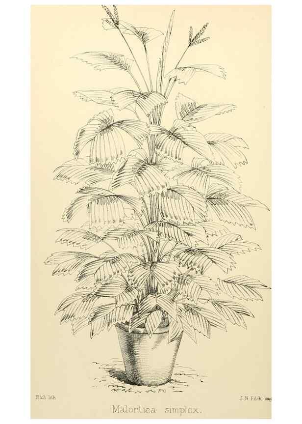 Reproducción/Reproduction 8287803387: The florist and pomologist.. London :""Journal of Horticulture"" Office,1863-1879.