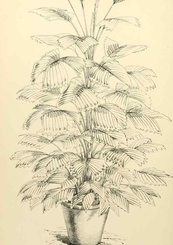 Reproducción/Reproduction 8287803387: The florist and pomologist.. London :""Journal of Horticulture"" Office,1863-1879.