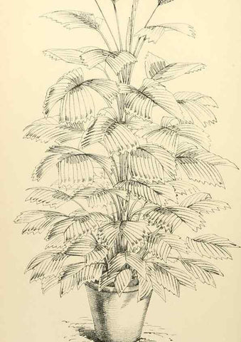 Reproducción/Reproduction 8287803387: The florist and pomologist.. London :""Journal of Horticulture"" Office,1863-1879.