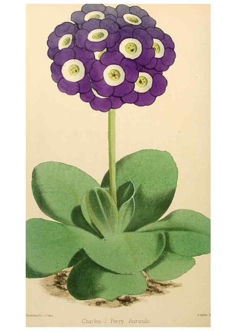 Reproducción/Reproduction 8288863454: The florist and pomologist.. London :""Journal of Horticulture"" Office,1863-1879.