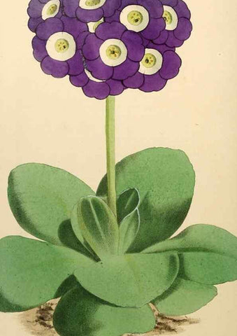 Reproducción/Reproduction 8288863454: The florist and pomologist.. London :""Journal of Horticulture"" Office,1863-1879.