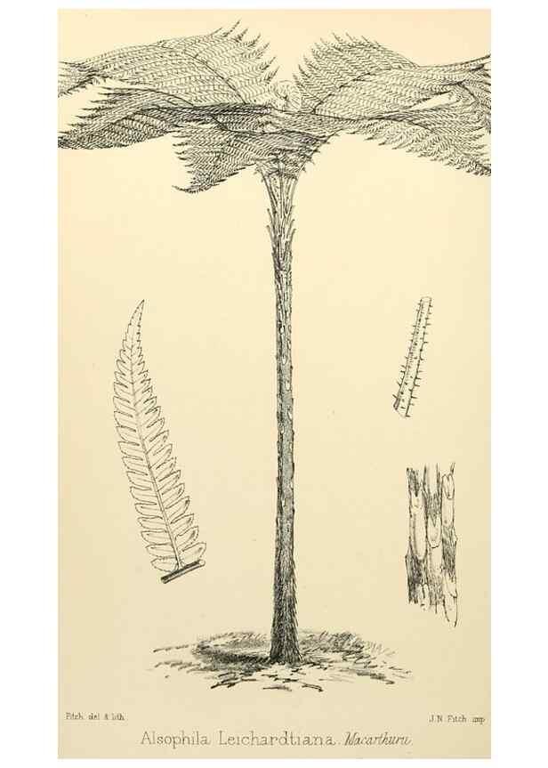Reproducción/Reproduction 8288864106: The florist and pomologist.. London :""Journal of Horticulture"" Office,1863-1879.