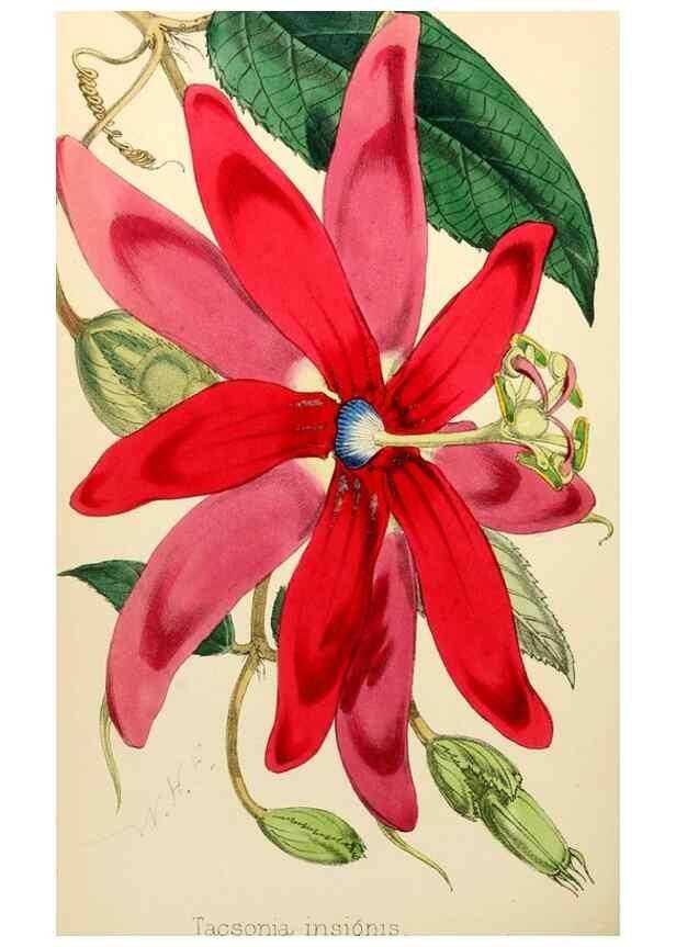 Reproducción/Reproduction 8287805607: The florist and pomologist.. London :""Journal of Horticulture"" Office,1863-1879.