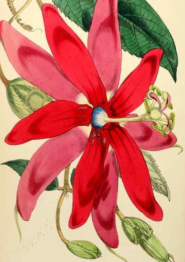 Reproducción/Reproduction 8287805607: The florist and pomologist.. London :""Journal of Horticulture"" Office,1863-1879.