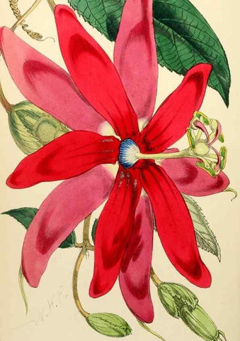 Reproducción/Reproduction 8287805607: The florist and pomologist.. London :""Journal of Horticulture"" Office,1863-1879.