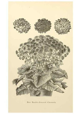 Reproducción/Reproduction 8287806403: The florist and pomologist.. London :""Journal of Horticulture"" Office,1863-1879.