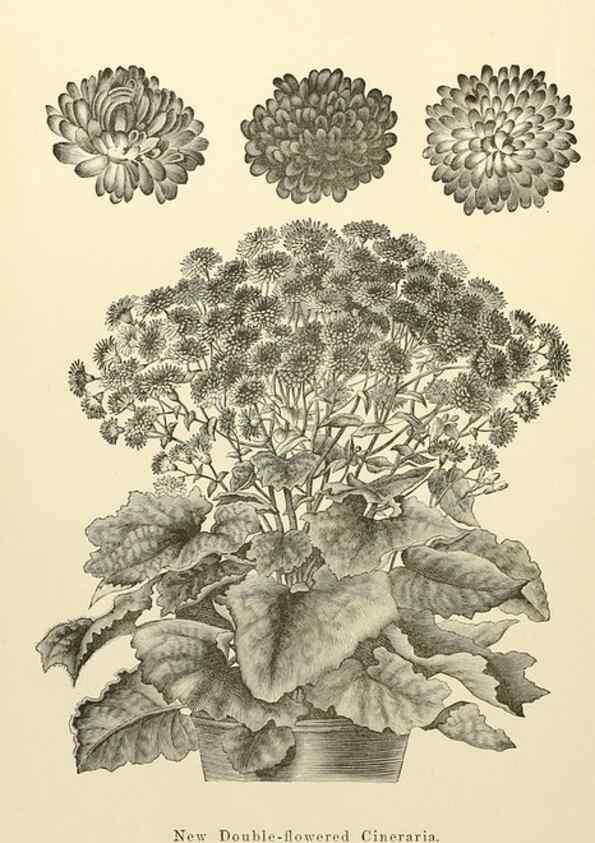 Reproducción/Reproduction 8287806403: The florist and pomologist.. London :""Journal of Horticulture"" Office,1863-1879.
