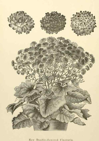 Reproducción/Reproduction 8287806403: The florist and pomologist.. London :""Journal of Horticulture"" Office,1863-1879.